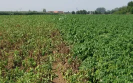 L’attaque d’une parcelle de pomme de terre par des larves de vers nématodes à kyste se manifeste par des plants rabougris (à gauche, variété sensible, à droite variété résistante).