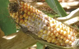 Minimiser le risque de contamination au déoxynivalénol du maï grain