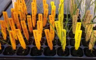 Le projet MOSADURUM a développé un nouveau matériel génétique de blé dur ayant intégré des facteurs de résistance aux mosaïques provenant du blé tendre - une démarche innovante !