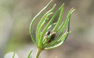 La spergule des champs (Spergula arvensis) est fréquente sur sols acides sous influence océanique.