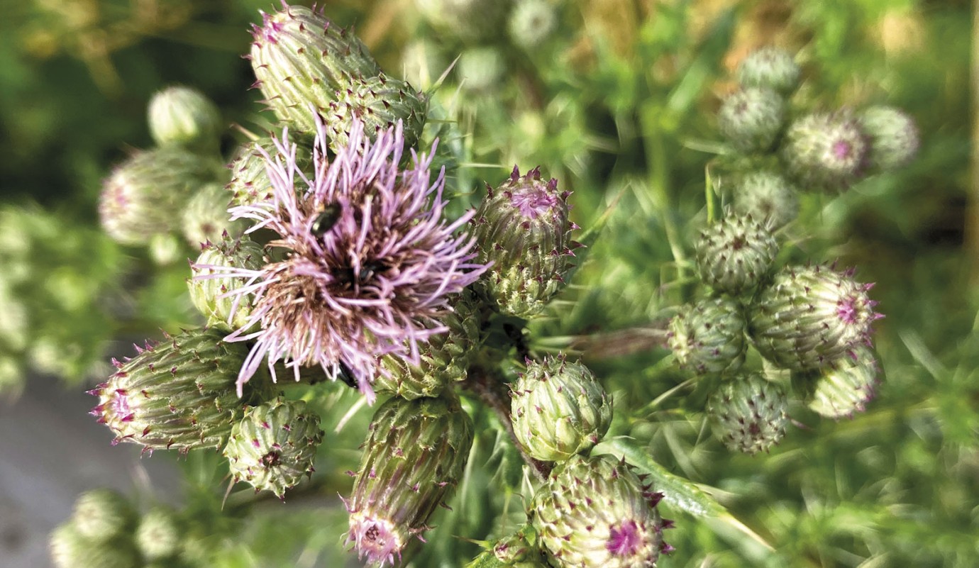 Le chardon des champs est plus vulnérable aux interventions de désherbage lorsque ses réserves racinaires sont au plus bas : en sortie d’hiver puis à l’apparition des boutons floraux (ci-contre).