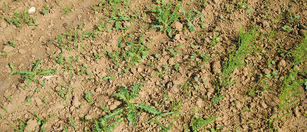 Avec sa propagation en taches, le chardon se prête particulièrement bien à une pulvérisation ciblée de produits herbicides.