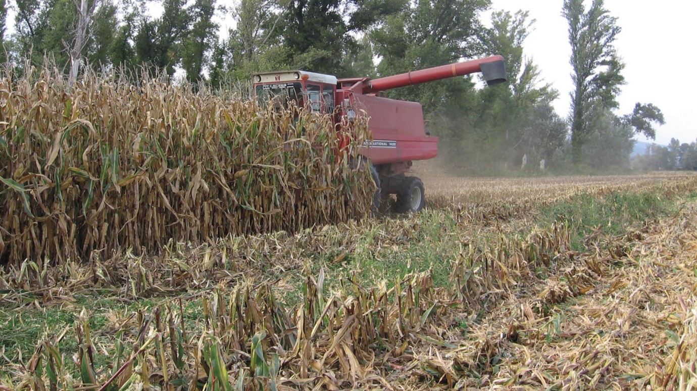 En dix ans, le rendement du maïs s’est légèrement amélioré malgré des conditions estivales plus chaudes et sèches, mais le volume d’eau d’irrigation a augmenté de 60 %.