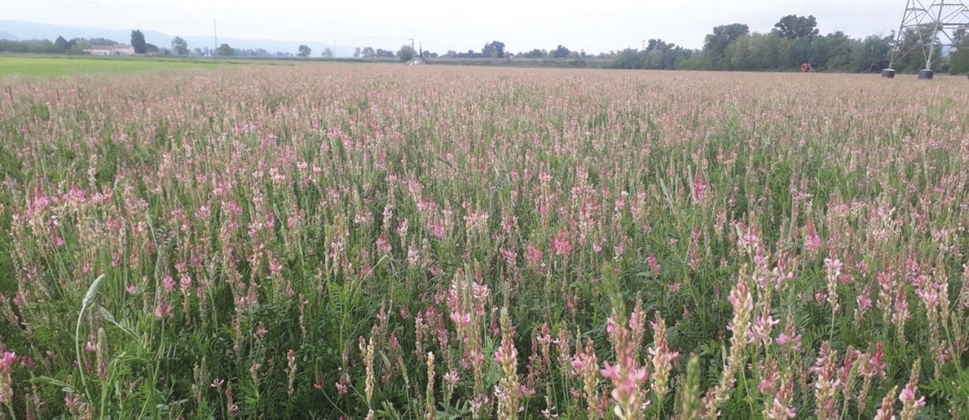 Pour préserver la productivité du maïs, le couvert doit être détruit avant le semis de la culture (c’est impératif s’il contient des graminées) ou peu de temps après (par broyage la veille du semis, puis herbicide de prélevée).