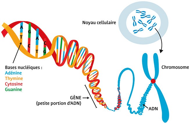 Marqueur génétique : définition et explications