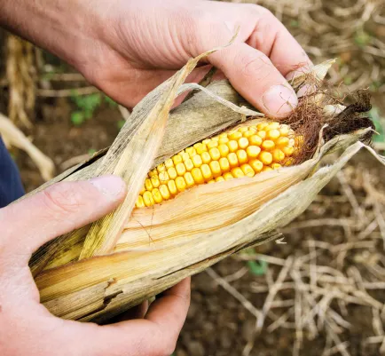 Les aflatoxines en ligne de mire